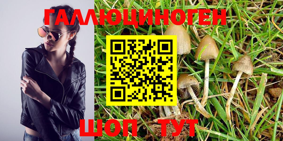Псилоцибиновые грибы Psilocybine cubensis Удомля